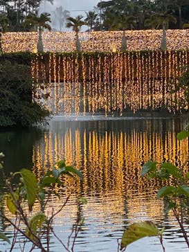 美らヤシパークオキナワ・東南植物楽園に投稿された画像（2021/1/4）