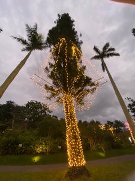 美らヤシパークオキナワ・東南植物楽園に投稿された画像（2021/1/4）