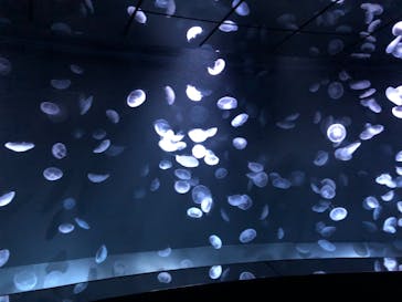 サンシャイン水族館に投稿された画像（2021/1/5）