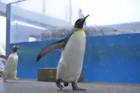仙台うみの杜水族館に投稿された画像（2021/1/5）