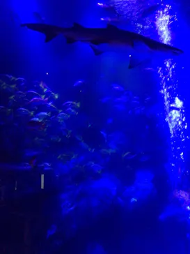すみだ水族館に投稿された画像（2021/1/5）