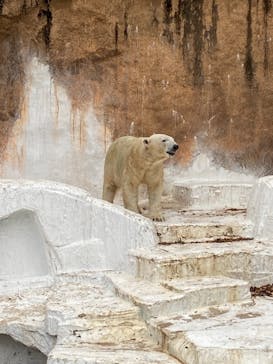 天王寺動物園に投稿された画像（2021/1/5）