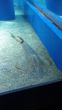 マクセル アクアパーク品川に投稿された画像（2021/1/6）