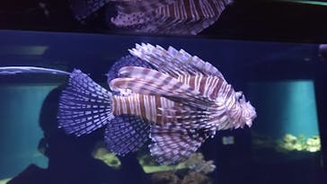 マクセル アクアパーク品川に投稿された画像（2021/1/6）