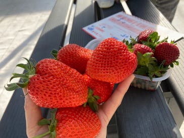 軽井沢ガーデンファームいちご園に投稿された画像（2021/1/6）