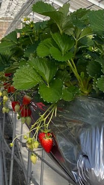 いのさんの観光農園に投稿された画像（2021/1/6）