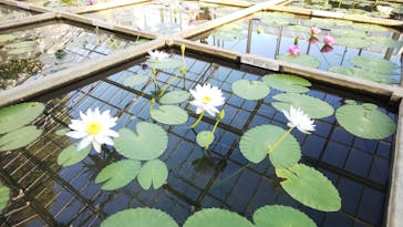 熱川バナナワニ園に投稿された画像（2021/1/6）