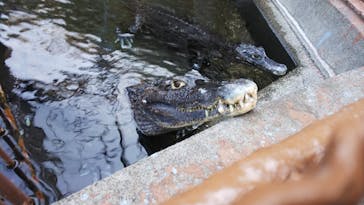 熱川バナナワニ園に投稿された画像（2021/1/6）