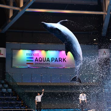 マクセル アクアパーク品川に投稿された画像（2021/1/7）