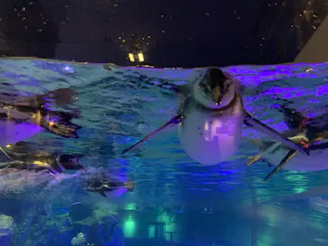 すみだ水族館に投稿された画像（2021/1/7）