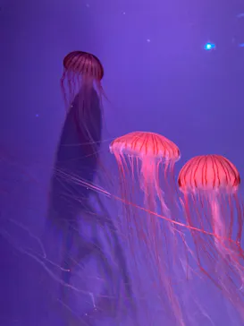 すみだ水族館に投稿された画像（2021/1/7）