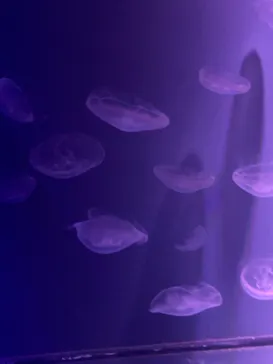 すみだ水族館に投稿された画像（2021/1/7）