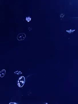 すみだ水族館に投稿された画像（2021/1/7）