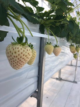 井上寅雄農園に投稿された画像（2021/1/7）