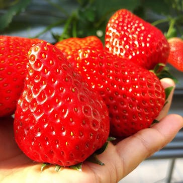 いのさんの観光農園に投稿された画像（2021/1/7）