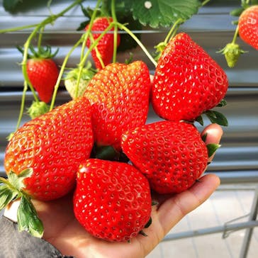 いのさんの観光農園に投稿された画像（2021/1/7）