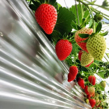 いのさんの観光農園に投稿された画像（2021/1/7）