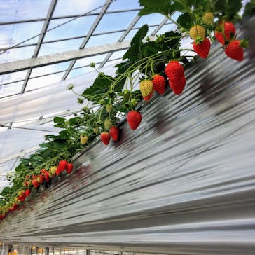 いのさんの観光農園に投稿された画像（2021/1/7）