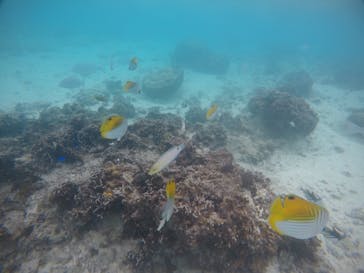 武藤潜水に投稿された画像（2021/1/8）