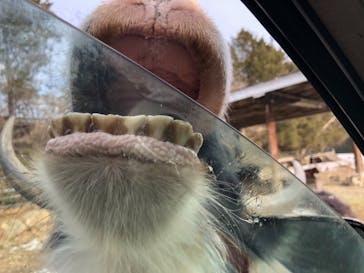 那須サファリパークに投稿された画像（2021/1/8）