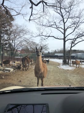 那須サファリパークに投稿された画像（2021/1/8）