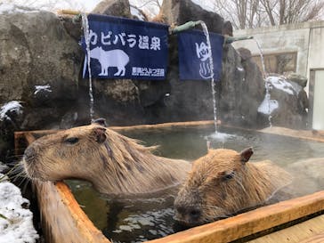 那須どうぶつ王国に投稿された画像（2021/1/8）