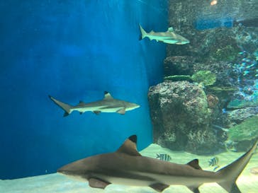 マクセル アクアパーク品川に投稿された画像（2021/1/8）