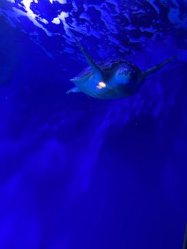 マクセル アクアパーク品川に投稿された画像（2021/1/8）