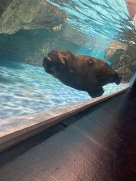 マクセル アクアパーク品川に投稿された画像（2021/1/8）