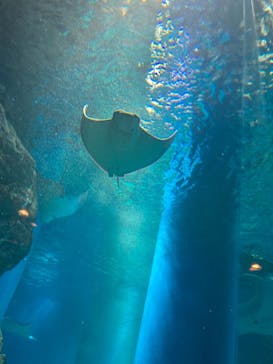 マクセル アクアパーク品川に投稿された画像（2021/1/8）