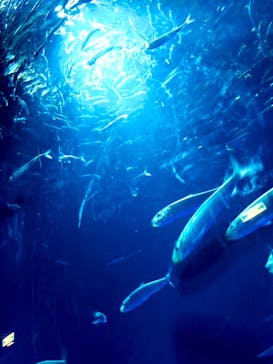 伊豆・三津シーパラダイスに投稿された画像（2021/1/8）