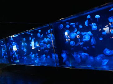 伊豆・三津シーパラダイスに投稿された画像（2021/1/8）