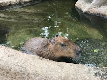 神戸どうぶつ王国に投稿された画像（2021/1/9）