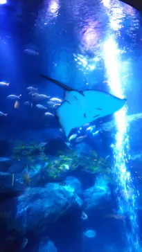 すみだ水族館に投稿された画像（2021/1/9）