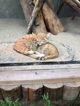 神戸どうぶつ王国に投稿された画像（2021/1/9）