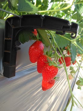 いのさんの観光農園に投稿された画像（2021/1/9）