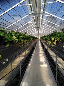 いのさんの観光農園に投稿された画像（2021/1/9）