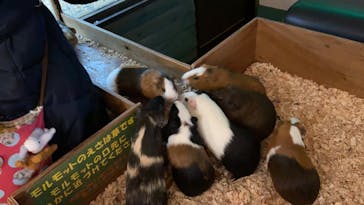 伊豆ぐらんぱる公園に投稿された画像（2021/1/9）