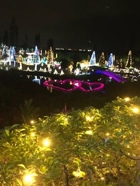 美らヤシパークオキナワ・東南植物楽園に投稿された画像（2021/1/9）