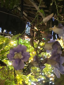 美らヤシパークオキナワ・東南植物楽園に投稿された画像（2021/1/9）