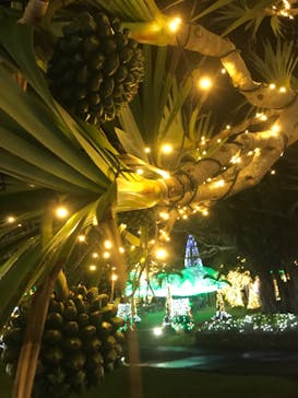 美らヤシパークオキナワ・東南植物楽園に投稿された画像（2021/1/9）