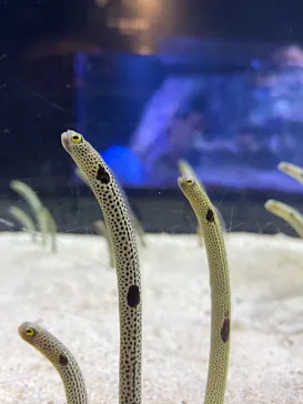 すみだ水族館に投稿された画像（2021/1/9）