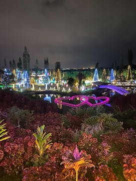 美らヤシパークオキナワ・東南植物楽園に投稿された画像（2021/1/9）