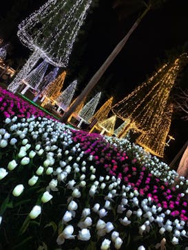 美らヤシパークオキナワ・東南植物楽園に投稿された画像（2021/1/9）