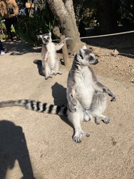 神戸どうぶつ王国に投稿された画像（2021/1/10）