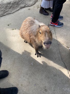 神戸どうぶつ王国に投稿された画像（2021/1/10）