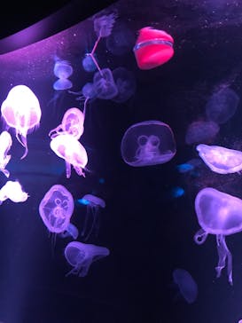 京都水族館に投稿された画像（2021/1/10）