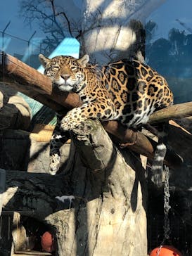 天王寺動物園に投稿された画像（2021/1/10）