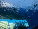サンシャイン水族館に投稿された画像（2021/1/10）