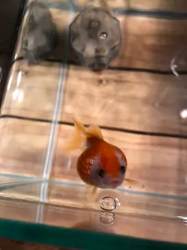 すみだ水族館に投稿された画像（2021/1/10）